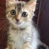CHARLOTTE, chaton femelle européen