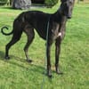 Zarte Galga sucht liebevolles Zuhause