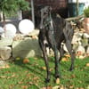 Zarte Galga sucht liebevolles Zuhause