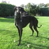 Zarte Galga sucht liebevolles Zuhause