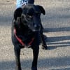 Zorro Labrador Mix Rüde 10Jahre in 72762