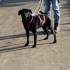 Zorro Labrador Mix Rüde 10Jahre in 72762