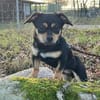 FREGGLE -Rundum tolles Hundekind-