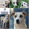 CHUSU * sanfter, freundlicher Hundejunge