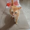 Felicia (FIV) Dreibeinchen sucht Zuhause