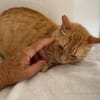 Felicia (FIV) Dreibeinchen sucht Zuhause