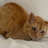 Felicia (FIV) Dreibeinchen sucht Zuhause