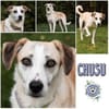 CHUSU * sanfter Seelenhund ✨  ✨