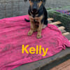Kelly. Eine Dame sucht Verehrer