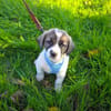 Arnie ein Beagle Mix