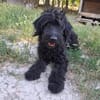 AMOR Labradoodle, idealer 2. Hund