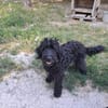 AMOR Labradoodle, idealer 2. Hund