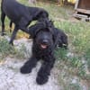 AMOR Labradoodle, idealer 2. Hund