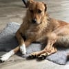 Nanu sucht sein Für-immer-Zuhause 🐾