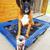 Charly - taffe Boxerleute gesucht