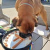 Charly - taffe Boxerleute gesucht