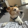 Jack Russel Romil sucht ein Zuhause