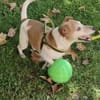 Jack Russel Romil sucht ein Zuhause