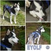 EYOLF -lieber, offener Huskymix-