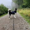 EYOLF -lieber, offener Huskymix-