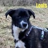 🍀 Louis sucht sein Für-immer-Zuhause 🍀