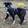 🍀 Louis sucht sein Für-immer-Zuhause 🍀