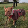 Troy - Podenco Maneto sucht