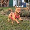 Troy - Podenco Maneto sucht