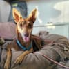 Nelly - Podenco Orito Hündin sucht