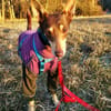 Nelly - Podenco Orito Hündin sucht