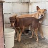 Nelly - Podenco Orito Hündin sucht