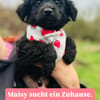Pudelmix-Mädchen MAiSY😍wartet in Lübeck