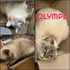 OLYMPE  -  SOS