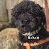 BOSCO