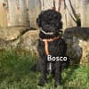 BOSCO