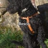 BOSCO