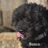 BOSCO