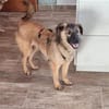 FIDELLA -rundum tolles Hundekind-