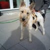 Cory, Foxterrier-Mix, sucht ein Zuhause