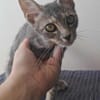 🐾 À L’ADOPTION – GREY, adorable petite chatonne 🐾