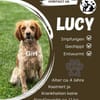 🐾 Lucy sucht ihr Zuhause ♥