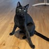 Kater Jack sucht dringend ein Zuhause