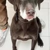 Choco (9 Jahre) sucht Sofaplatz