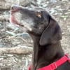 Choco (9 Jahre) sucht Sofaplatz