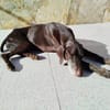 Choco (9 Jahre) sucht Sofaplatz