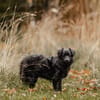 Mogli - sensibler Hund sucht Zuhause