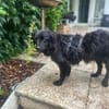 Mogli - sensibler Hund sucht Zuhause