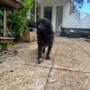 Mogli - sensibler Hund sucht Zuhause
