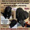 Koksi sucht seine Menschen🐾