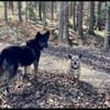 NELLO, Traumhund sucht Traumzuhause